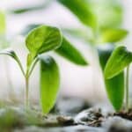 green plants on soil