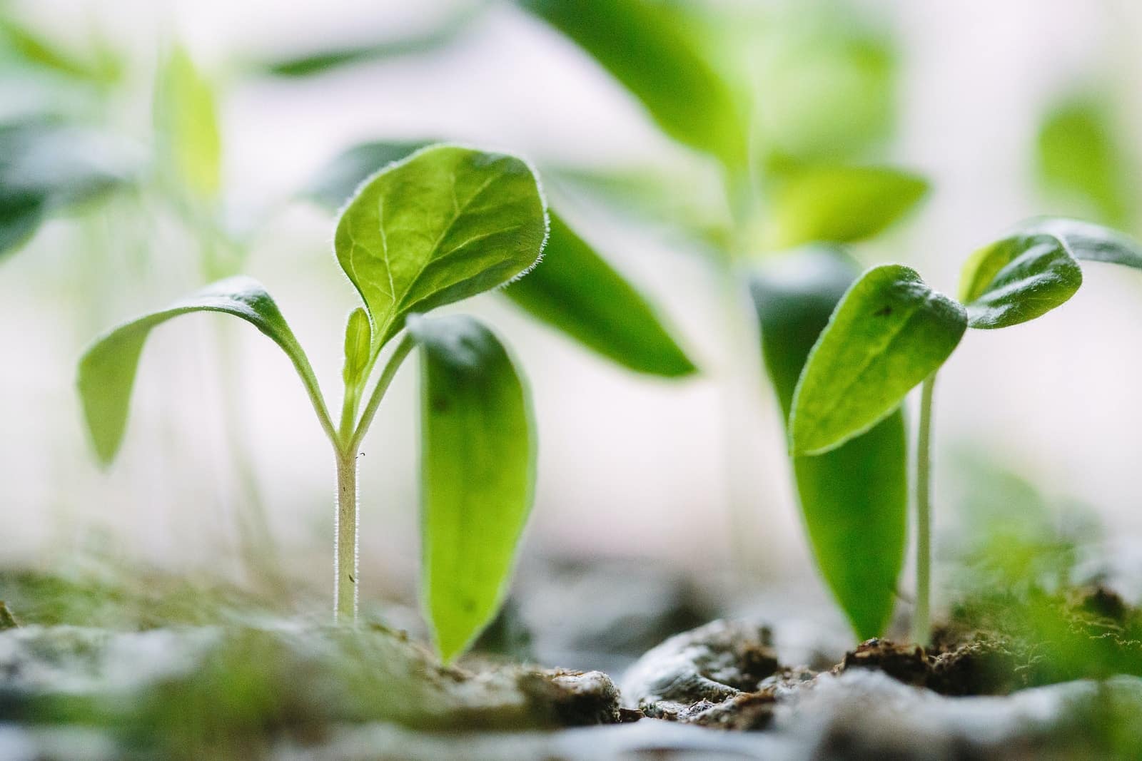 green plants on soil