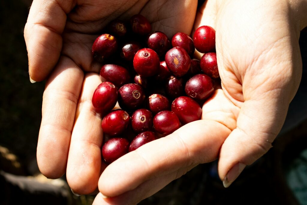 a person holding a handful of cranberries in their hands