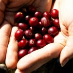 a person holding a handful of cranberries in their hands